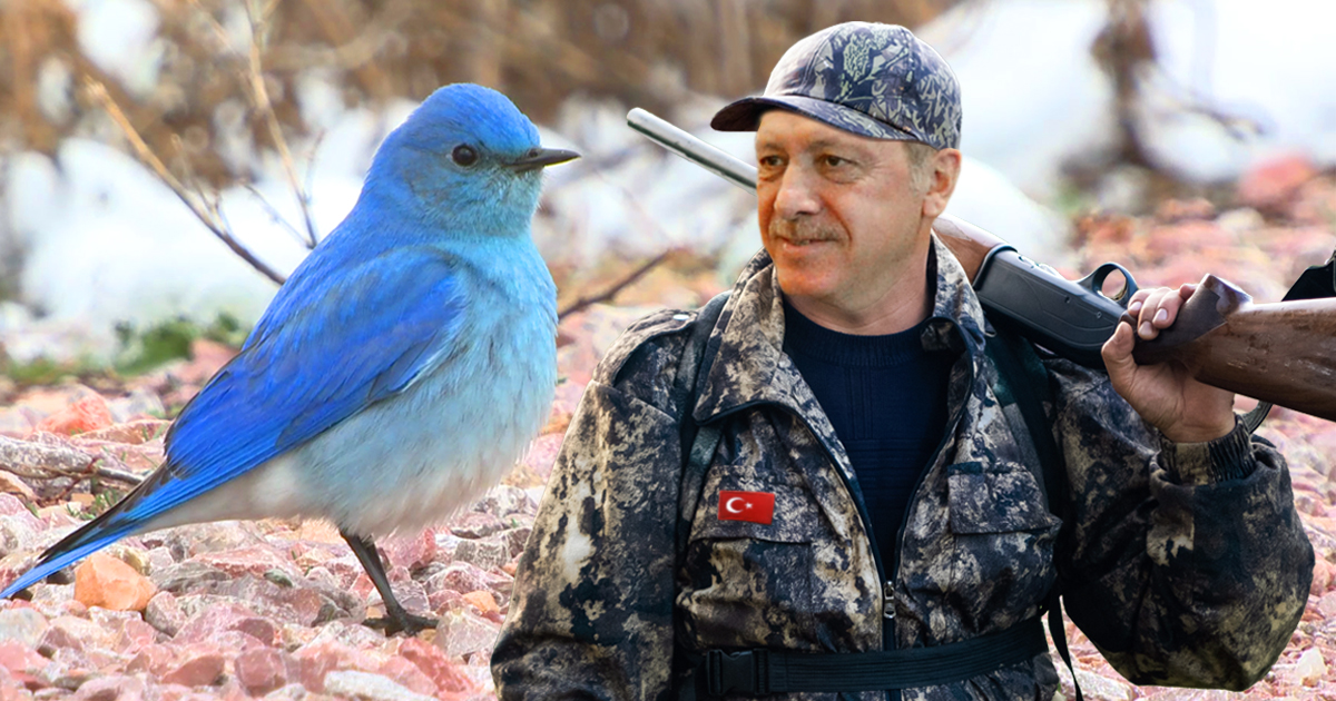 Noktara - Ausgezwitschert- Erdogan eröffnet Jagd auf blaue Vogelart