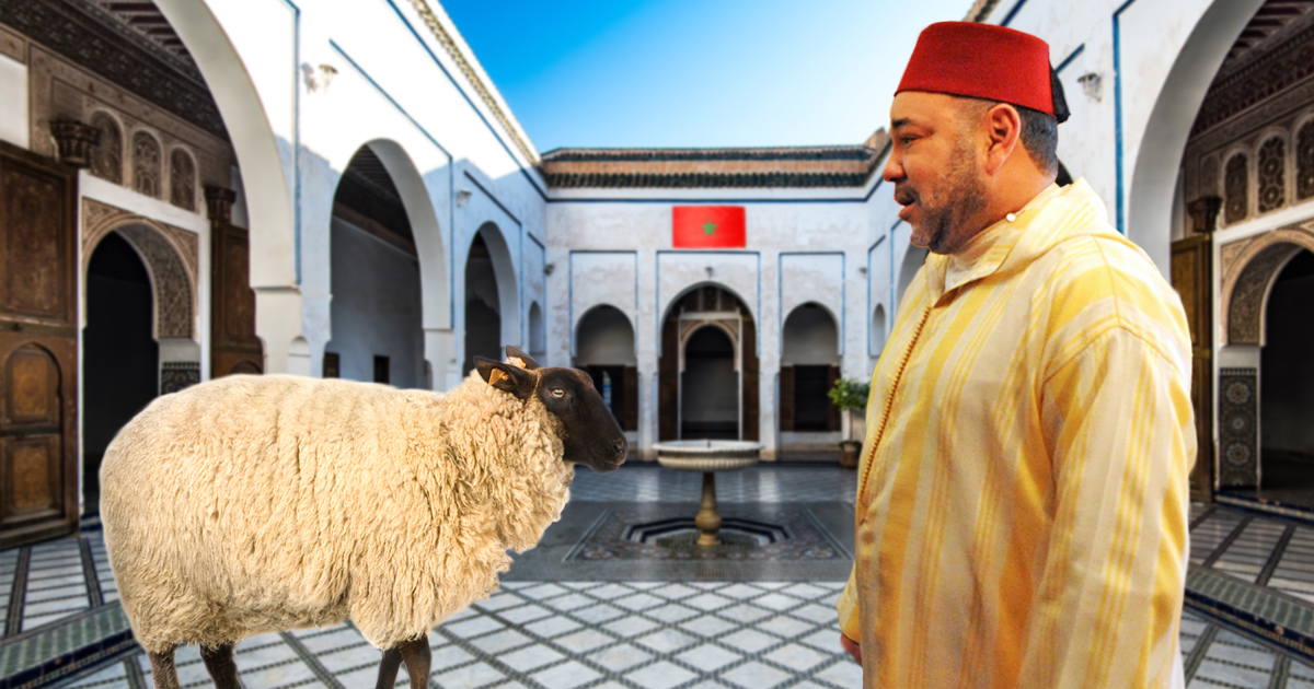 Noktara - Begnadigung - König von Marokko verschont Schafe zum Opferfest