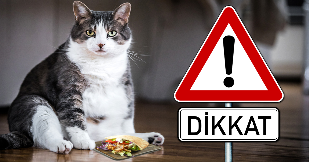 Noktara - Dikkat - Türkischer Tierhalter füttert Katze mit Dönerfleisch