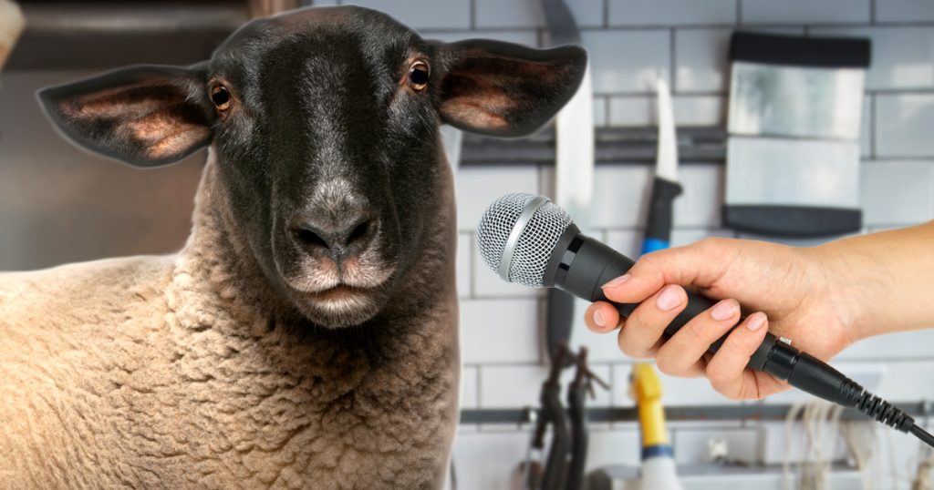 Noktara - Exklusivinterview mit einem Schaf über das Opferfest