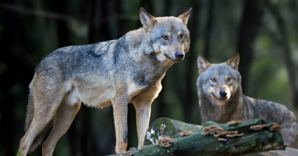 Noktara - Graue Wölfe - An diesen Anzeichen kannst du sie ganz leicht erkennen - Nahaufnahme