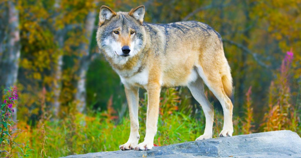 Noktara - Graue Wölfe - An diesen Anzeichen kannst du sie ganz leicht erkennen - Wolf