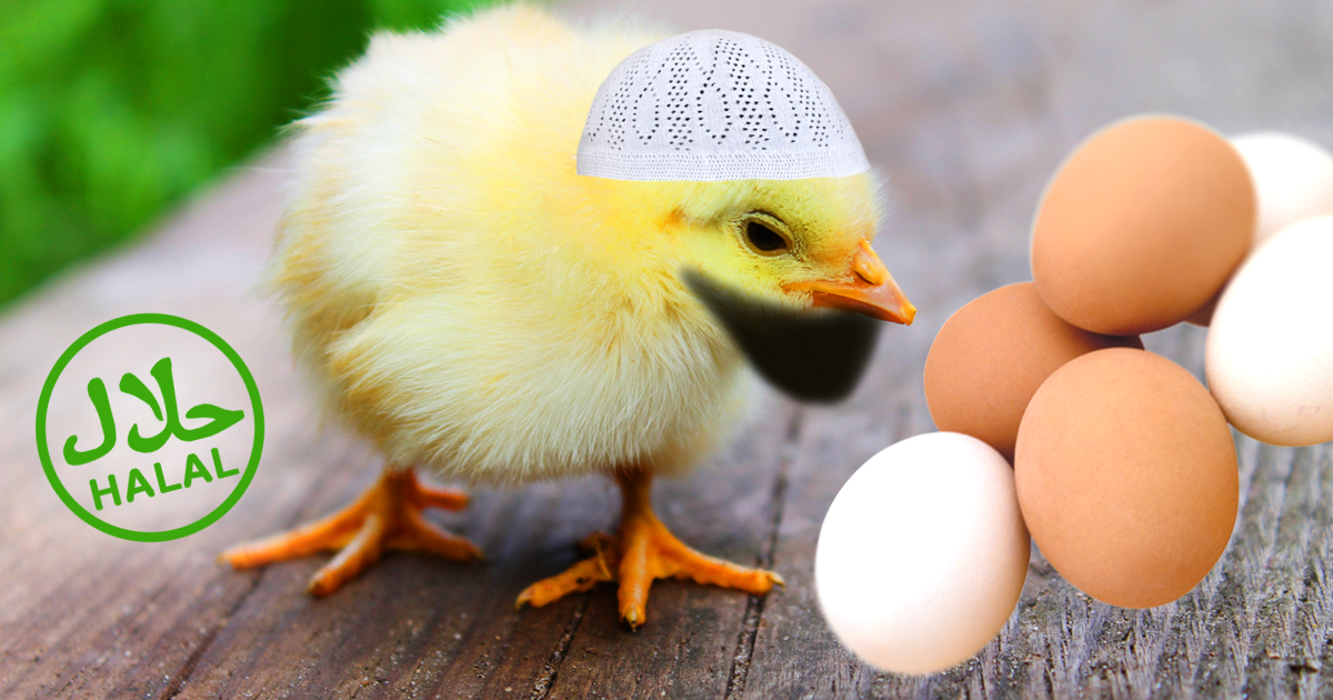 Halal Eier - Endlich ohne Bruderküken Schreddern!
