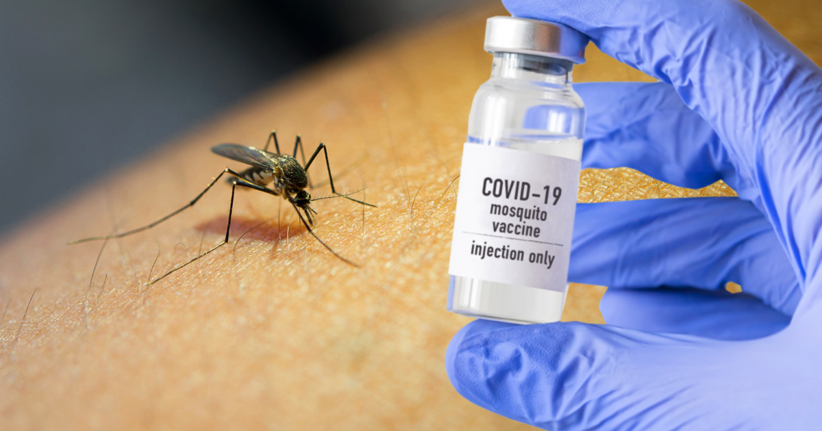 Noktara - Impfmücken- Bundesregierung züchtet Stechmücken für Corona-Impfung