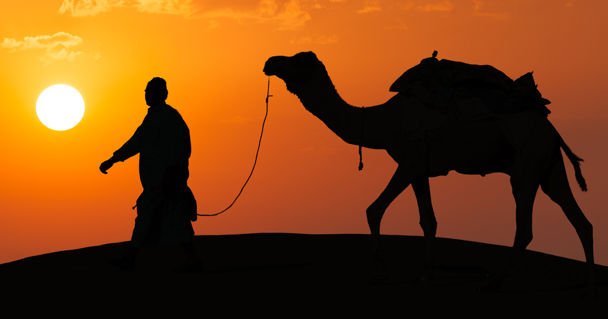 Noktara - Kamel entlaufen, weil Mann auf Gebete vertraute, anstelle es festzubinden