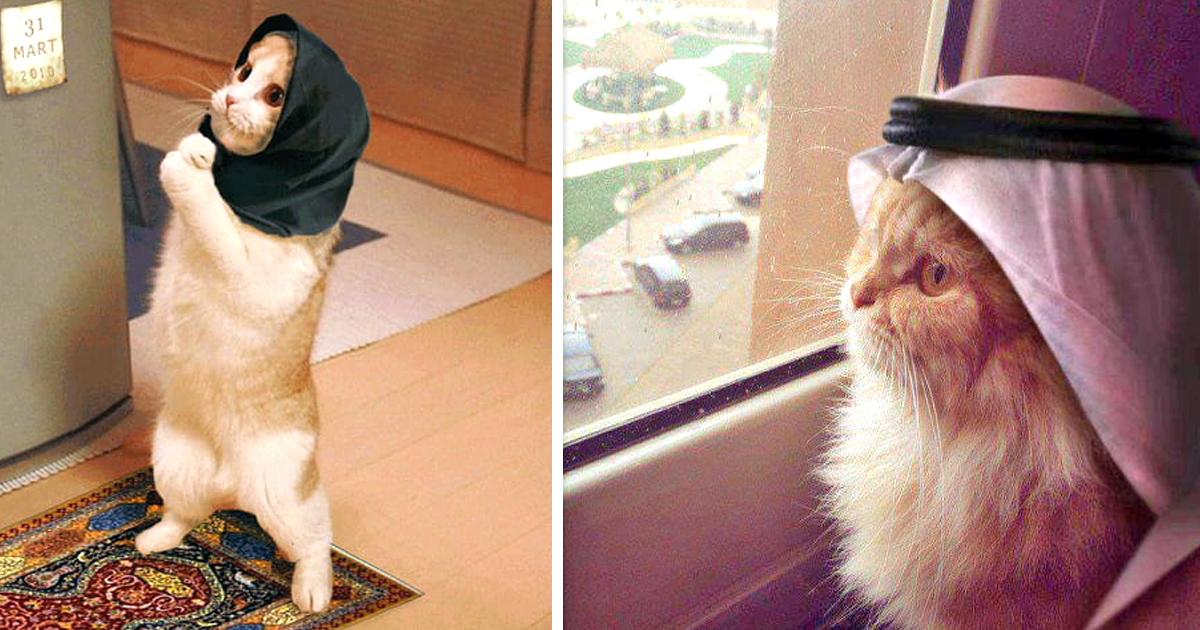 Noktara - Katzen im Islam - 10 Beweise dafür, dass Katzen Muslime sind
