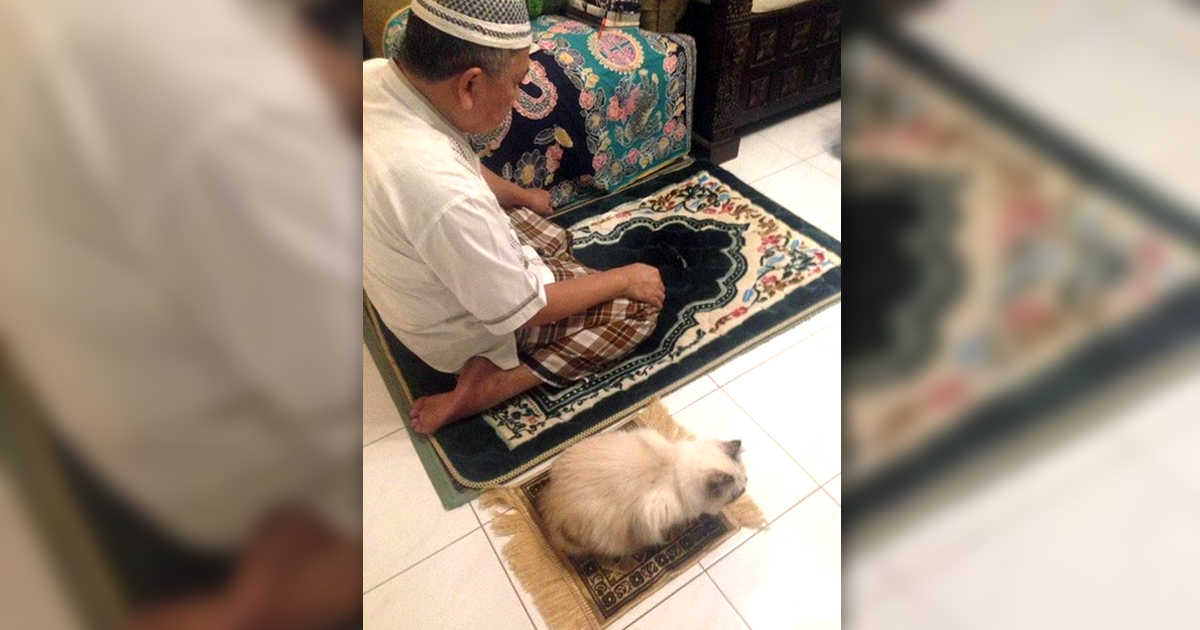 Noktara - Katzen im Islam - Beweise dafür, dass Katzen Muslime sind - Gebet