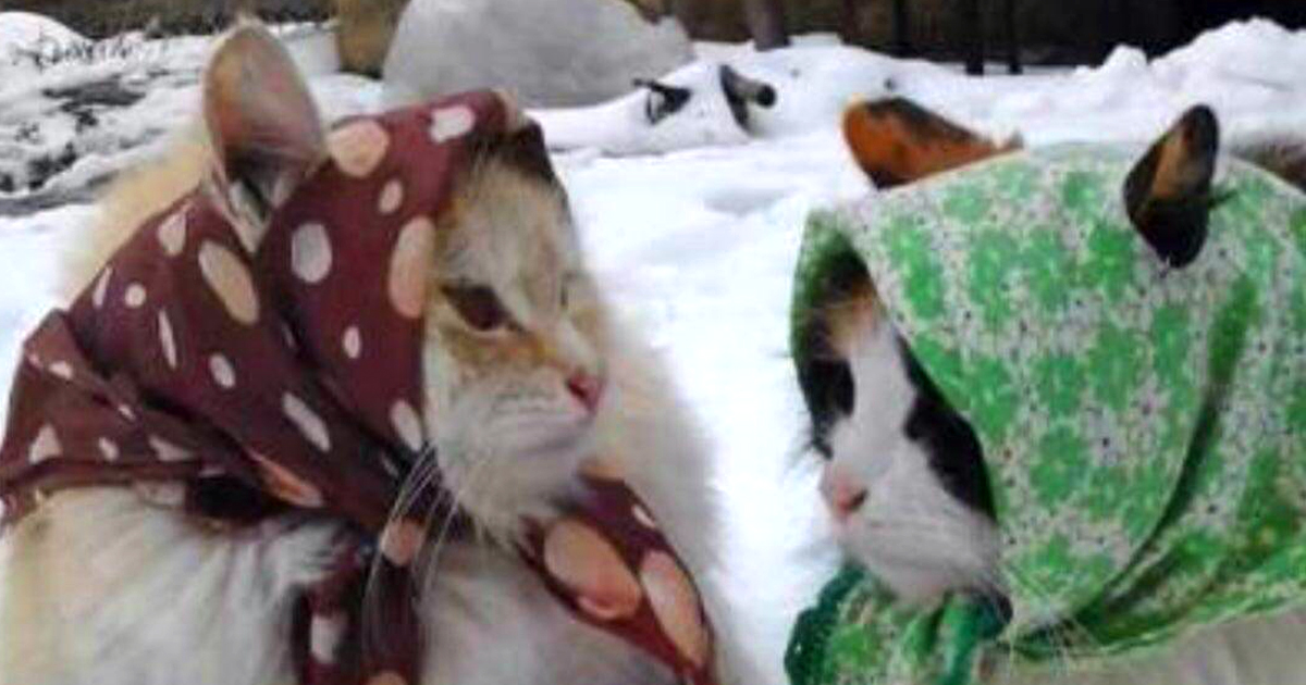 Noktara - Katzen im Islam - Beweise dafür, dass Katzen Muslime sind - Kopftuch