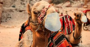 Noktara - Maskenpflicht - Marokko verordnet Atemschutzmasken für Kamele
