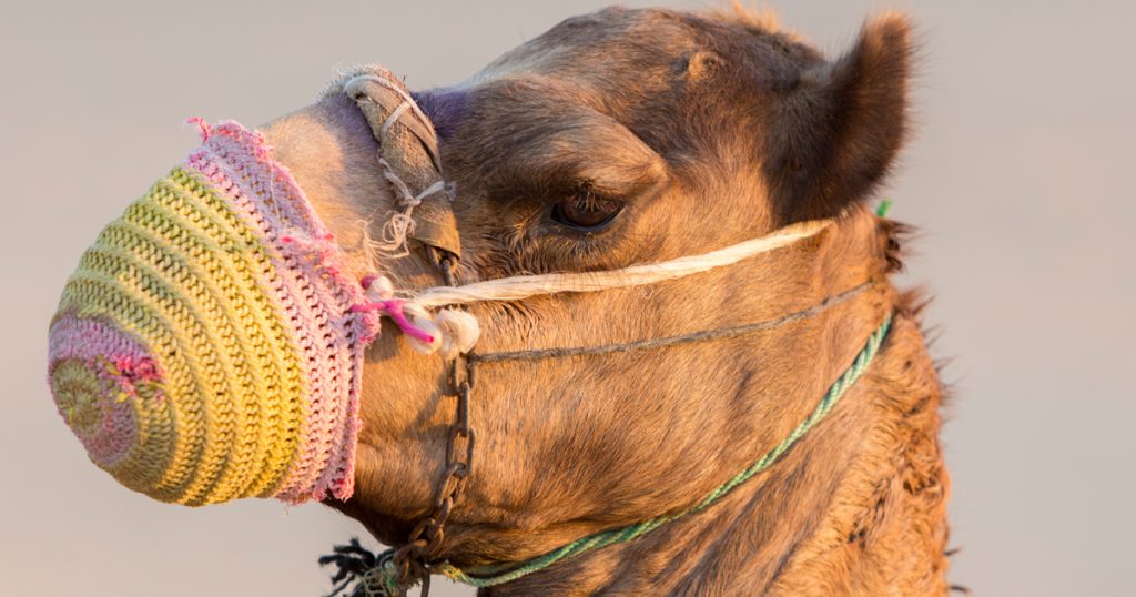 Noktara - Maskenpflicht - Marokko verordnet Atemschutzmasken für Kamele - DIY