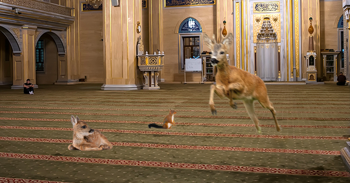 Noktara - Natur erholt sich - Tiere trauen sich wieder in geschlossene Moscheen - Rehe und Eichhörnchen