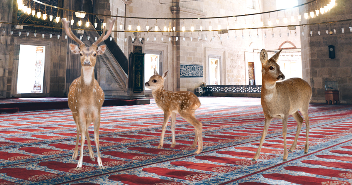 Noktara - Natur erholt sich - Tiere trauen sich wieder in geschlossene Moscheen