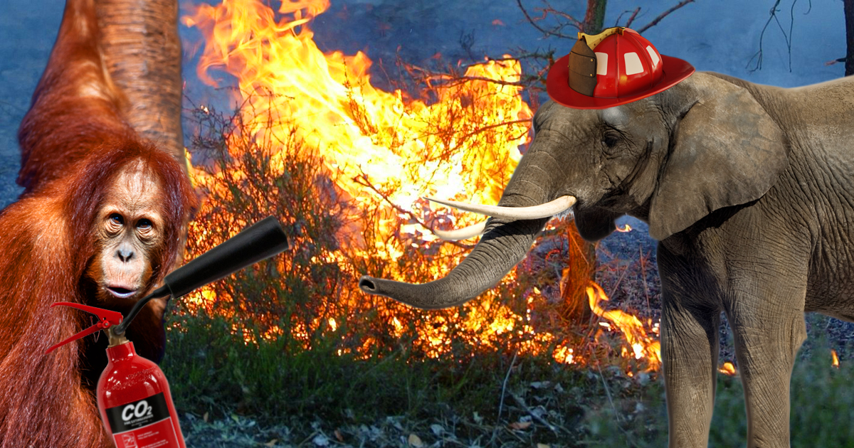 Noktara - Verzweifelte Tiere fangen an brennenden Regenwald selbst zu löschen